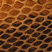 Medium Brown Snakeskin Leather Belt