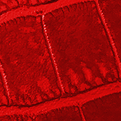 Red Crocodile Texture Leather Belt